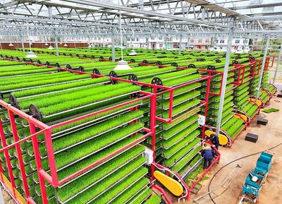 江西贛州 智慧育秧助力糧食生產(chǎn) 技術(shù)推廣服務(wù)惠及農(nóng)民