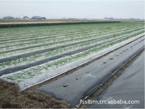 茂名廠家直供農(nóng)用薄膜 茂南豐收塑料薄膜廠產(chǎn)品供應(yīng)介紹